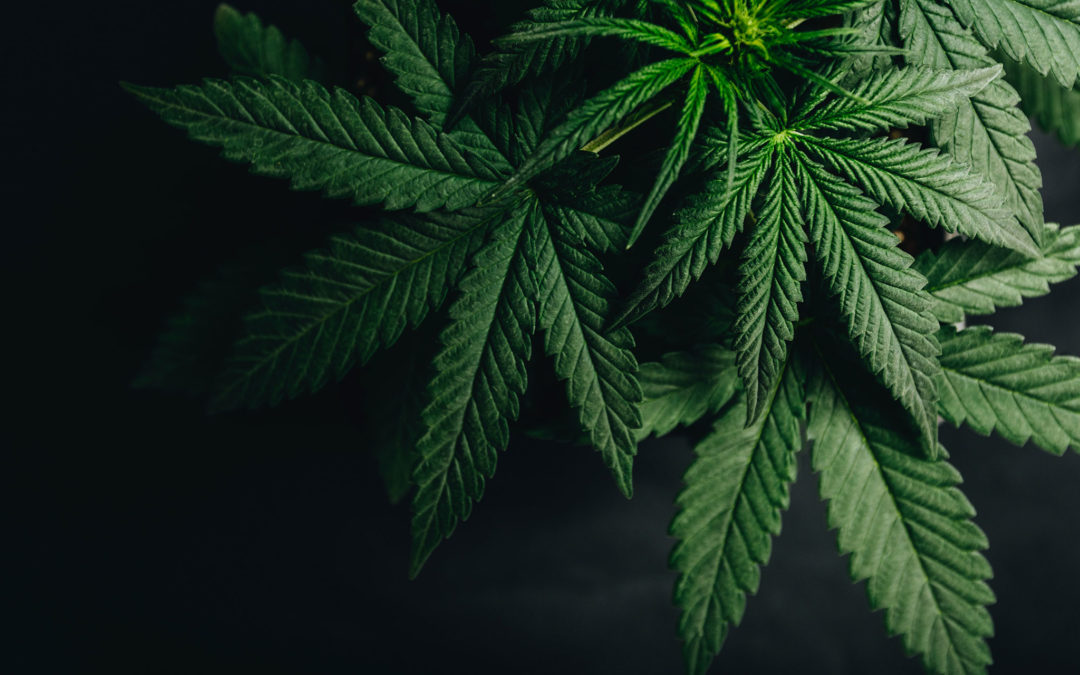 Leading Medical Cannabis Producer